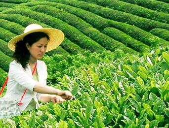 茶叶追溯案例分析：进一步理解食品溯源及农产品追溯系统平台（一）(图1)