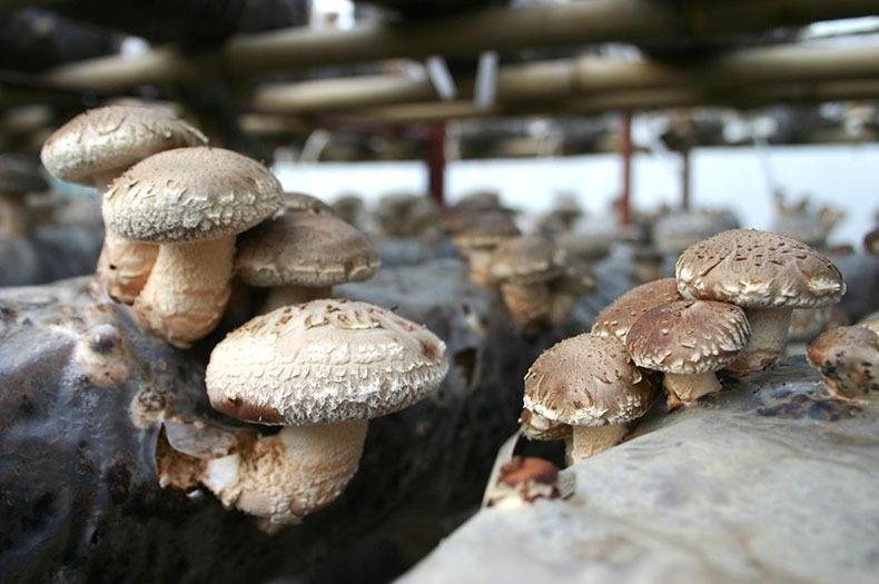 食用菌生产管理平台(图1)